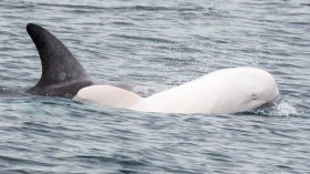 Albino Risso's Dolphin 