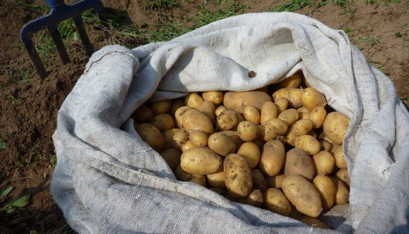 New Research Shows That Potatoes Provide One Of The Best Nutritional Values Per Penny