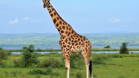 Modern Giraffe