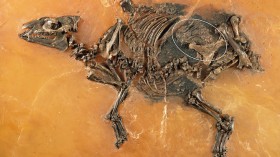 Pregnant Horse Fossil 