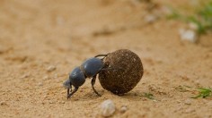 Dung Beetle and Seed