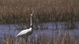 Wetlands