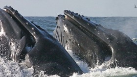 Humpback whales