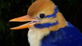 Moustached Kingfisher