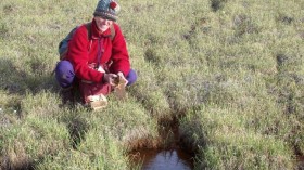 Catherine La Farge gets an up-close look at bryophytes uncovered by the retreating Teardrop Glacier on Ellesmere Island in the Canadian Arctic Archipelago.