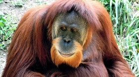 Borneo Orangutan 