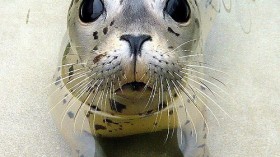 Harbor Seal 