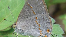 This image shows the new butterfly species Vicroy's Ministreak, distinguished by its striking olive green eyes.