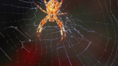 Spider 