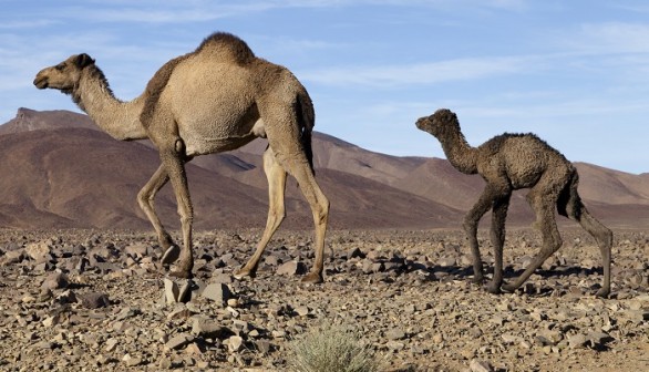 Dromedary Camels