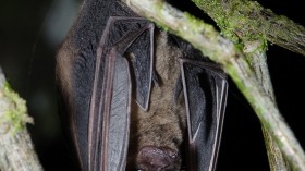 Bat 