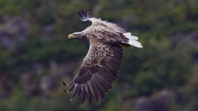White-Tailed Eagle 