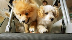 Puppies run side-by-side on a doggie treadmill machine during a workout at Ken21, a pet store, pet health food vendor and pet hotel, in Tokyo February 8, 2003