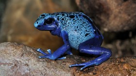Blue Poison-Dart Frog 