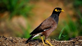 Common Myna 