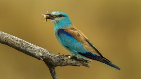 European Roller