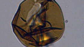 A typical, simple dinoflagellate associated with the early Oligocene epoch and found in 33 million year-old sediments. Source: IODP