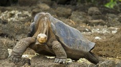 Giant Tortoise 