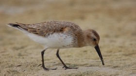 Sandpiper