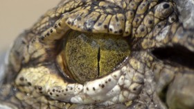 Crocodile Eye