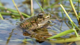 Common Parsley Frog