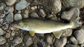 Walleye