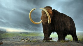 Wooly Mammoth