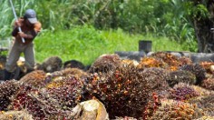 Oil Palm Harvest 