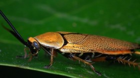 Cockroach