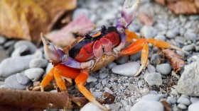 Halloween Crab 