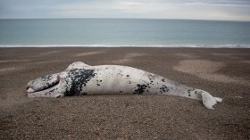 Dead Right Whale 