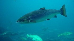 Atlantic salmon 