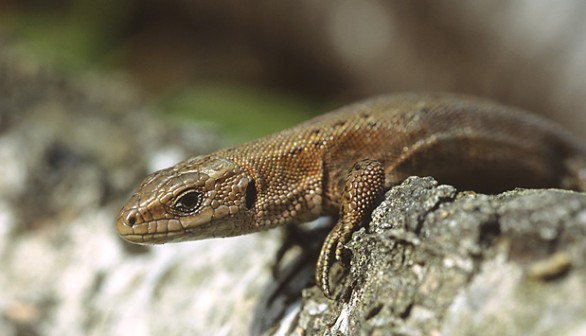 Common Lizard 