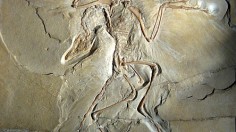 Archaeopteryx 