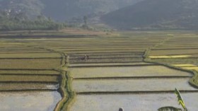 Rice paddies 