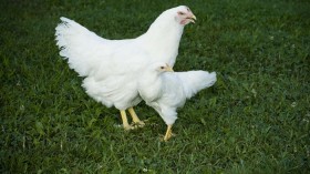 White Plymouth Rock Chickens