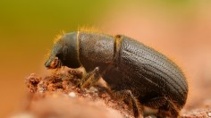Spruce Beetle 