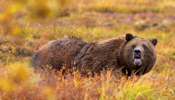 Grizzly Bear 