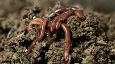 Earthworms from France have migrated to Ireland owing to the rise in global temperatures.	 (Photo: Reuters)