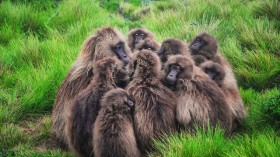 Wild Baboons 