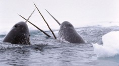 Narwhal Tusking 