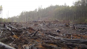 Deforestation