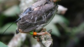 Juvenile Cowbird 