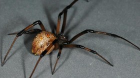 Brown Widow Spider 