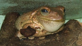 Cuban Tree Frog - Osteopilus septentrionalis