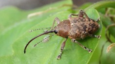 Acorn Weevil