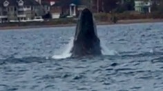 Humpback whale, Raritan Bay, near Staten Island, N.Y.