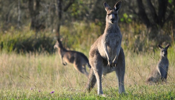 Kangaroo