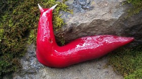 Hot Pink Slug 