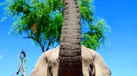 Elephant Trunk 